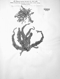 Ramalina fraxinea image